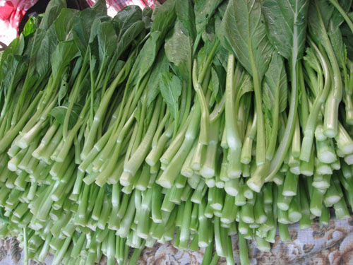 菜心