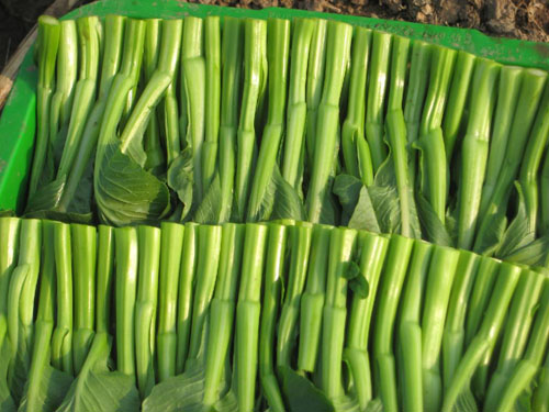 菜心苗