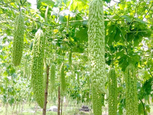苦瓜种植基地